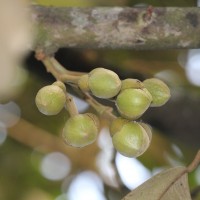 Durio zibethinus L.